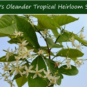 Tropical Seeds - Dyer's Oleander -Wrightia Tinctoria- Danthapala - 20 Seeds--Tropical -Save Big on 2 or More Packs Mix and Match