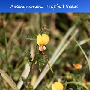25 Heirloom Tropical Seeds -Sola - Aeschynomene Aspera-Save Big on More Packs Mix and Match! Sale!