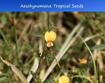 25 Heirloom Tropical Seeds -Sola - Aeschynomene Aspera