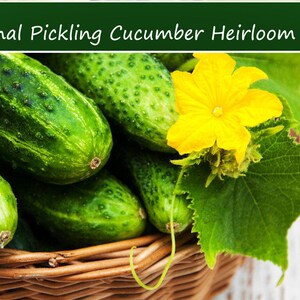 Vegetable Seeds - National Pickling Cucumber- 20 Heirloom Seeds -All Natural Flavorful 7" Fruit