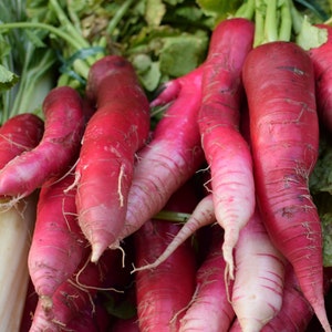 Radish Seeds- China Rose Winter Radish- 100 Heirloom Vegetable Seeds-Save Big on More Packs -Mix and Match- Sale!
