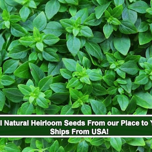 50 Spicy Globe Basil Heirloom Herb Seeds -Save Big on More Packs -Mix and Match1