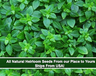 Herb Seeds -Spicy Globe Basil- 50 Seeds -Spectacular Pesto!- Indoors or Out