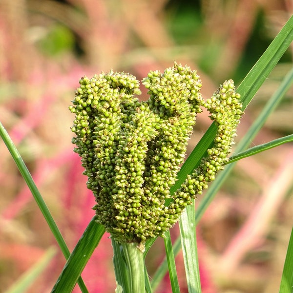 20 SEEDS- African Finger Millet - Dragon's Claw - - Hard to Find annual grass- all zones- Grow in Containers or garden -Eleusine coracana