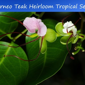 Tropical Seeds Borneo Teak Limited Supply 3 Rare Seeds Intsia bijuga image 1