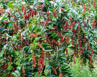 Sour Current Tropical Shrub 25 Heirloom Seeds -Antidesma acidum