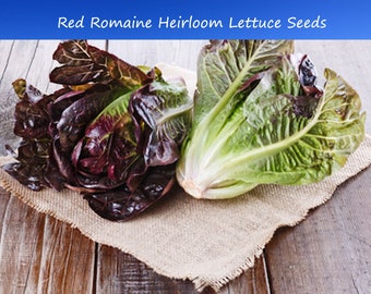 Lettuce SEEDS- Red Romaine Lettuce -250 Heirloom Seeds -Romaine Type