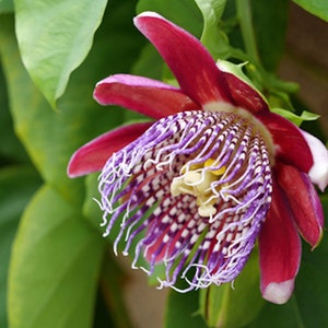 Giant Granadilla Seeds! 10 All Natural Heirloom Seeds -  Passiflora quadrangularis-Save Big on More Packs -Mix and Match- Sale!