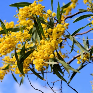20 All Natural Heirloom Tropical Seeds - Silver Wattle -   Acacia dealbata-Save Big on More Packs -Mix and Match- Sale!
