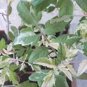 20 Heirloom Vegetable Seeds -Variegated Leaf Tomato -  -All Natural -Seed Pack-Sale! Save Big on More Packs Mix and Match!