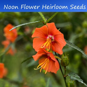 Flower Seeds -Noon Flower-25 Heirloom Seeds-  See Listing Below -Tropical  Gardening- -Container plant - Pentapetes phoenicea