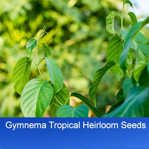 Tropical Seeds -Gymnema sylvestre-  5 Garden Seeds!  Read Listing-  Gurmar- Very Limited Supply