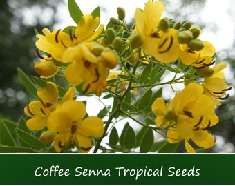 Tropical Seeds-Coffee Senna -10 Seeds-See Listing Below--Container Plant Seed- Cassia Occidentalis