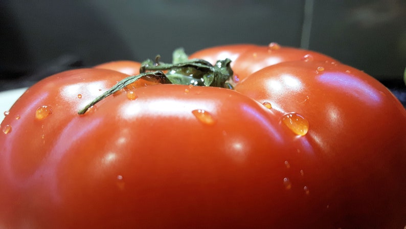 May include: A close-up of a red tomato with water droplets on its surface. The tomato is ripe and has a green stem.
