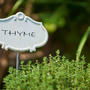 May include: A white ceramic garden marker with the word "THYME" written in black lettering. The marker is stuck into a bed of green thyme.