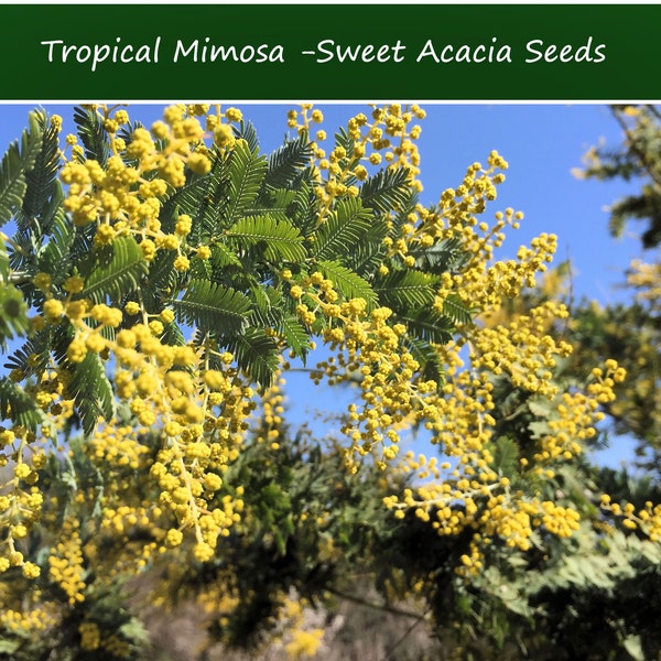 Tropical Seeds -Mimosa- Sweet Acacia -40 Heirloom Seeds- -Acacia Farnesiana
