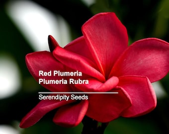 Tropical Seeds-Plumeria Rubra -10 Seeds -Red Frangipani