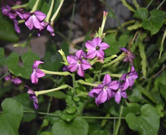 50 Flower Seeds -Nicotiana Purple- Great potted Container Plant -Flowering  Tobacco