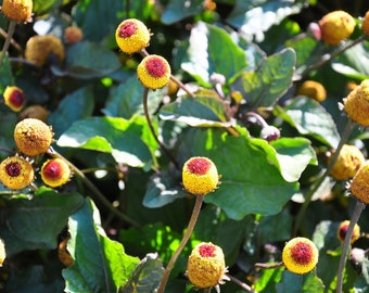 Tropical Herb Seeds-Toothache Plant- 100 Heirloom Seeds - Ornamental -Spilanthes acmella oleracea var paniculata