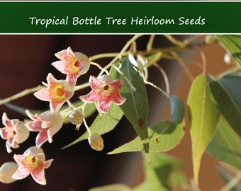 Tropical Seeds -Bottle Tree -10 Heirloom Seeds--Brachychiton Populneus