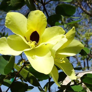 Tropical Seeds Yellow Orchid Tree 5 Heirloom Seeds Ornamental Tropical Bauhinia tomentosa image 2