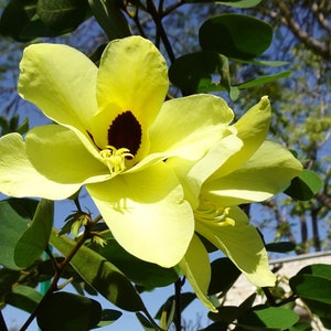 5 Heirloom Tropical Seeds -Yellow Orchid Tree - -Ornamental Tropical  - Bauhinia tomentosa-Save Big on More Packs -Mix and Match Sale!