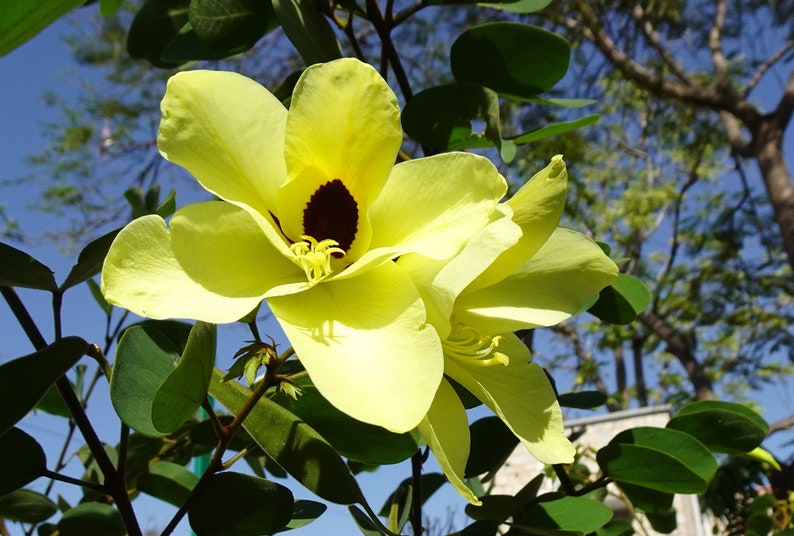 Tropical Seeds Yellow Orchid Tree 5 Heirloom Seeds Ornamental Tropical Bauhinia tomentosa image 2