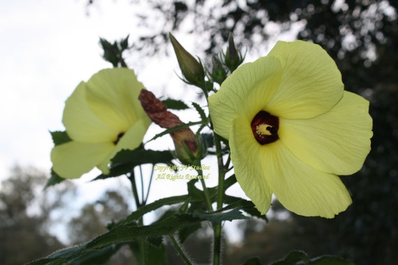 Hibiscus White Kenaf Flower seeds Attracts Butterflies Hummingbirds