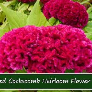 100 Heirloom Flower Seeds -Plumed Cockscomb -Celosia argentea Var cristata- Bedding Plant-Save Big on More Packs -Mix and Match- Sale!