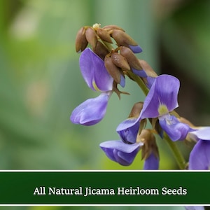 May include: Close-up of purple jicama flowers with brown seed pods. All Natural Jicama Heirloom Seeds.