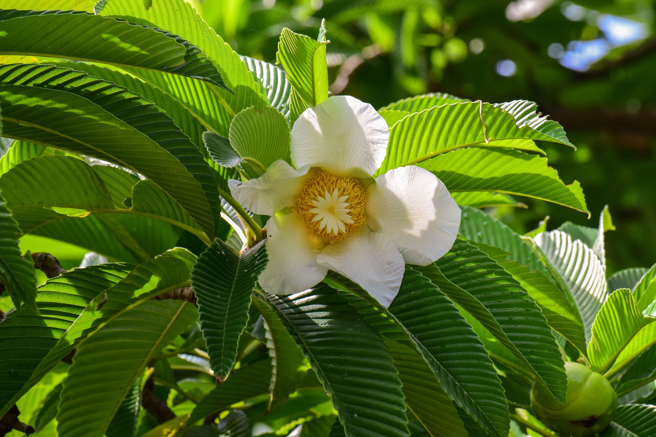 10 Heirloom Tropical Seeds  -Elephant Apple Tree Small Tropical Tree -Dillenia indica-Save Big on More Packs -Mix and Match! Sale!