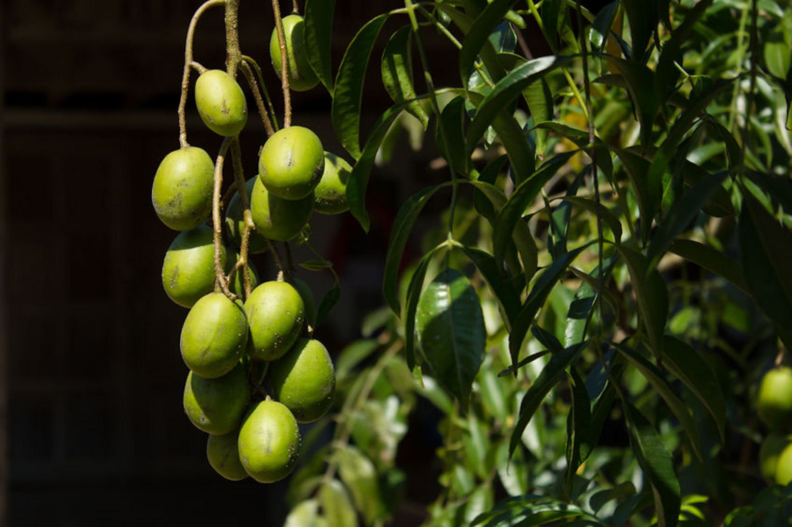 3 Stones Seeds Nepali Hog Plum Tree Rare container Etsy
