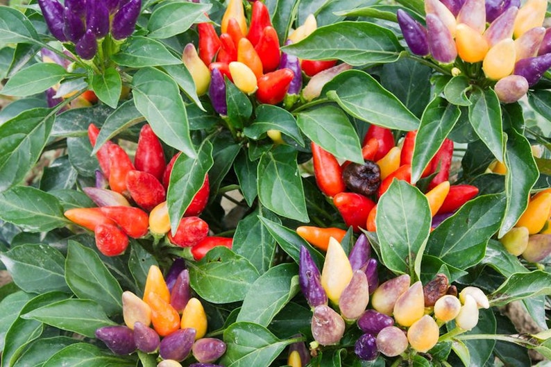 SerendipitySeeds Sweet Pickle Pepper Seeds