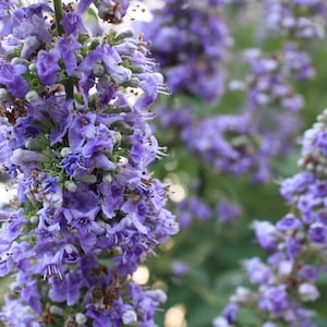 May include: A close-up of a cluster of purple flowers with green stems and leaves. The flowers are in bloom and have a delicate, fragrant scent.