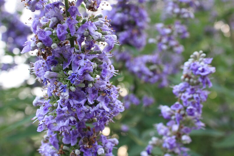 May include: A close-up of a cluster of purple flowers with green stems and leaves. The flowers are in bloom and have a delicate, fragrant scent.