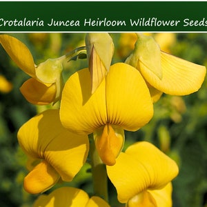 20 Heirloom Flower Seeds-Crotalaria Juncea- Wildflower-Save Big on More Packs -Mix and Match! Sale!