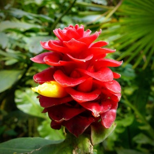 10 Heirloom Tropical Seeds-Red Flowering Wax Ginger- Container Tropical-Tapeinochilos ananassae-Save Big on More Packs -Mix and Match- Sale!