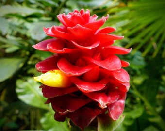 Tropical Seeds -Red Flowering Tropical Wax Ginger- 10 Heirloom Seeds -  Container Tropical  -Tapeinochilos ananassae