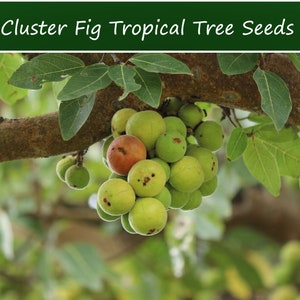20 Heirloom Tropical Fig Tree Seeds - Cluster Fig  - Bonsai or Standard-Ficus Racemosa-Save Big on More Packs -Mix and Match! Sale!