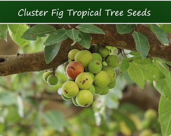 Tropical Fig Tree Seeds - Cluster Fig -20 Seeds - Bonsai or Standard- Rugged Bark Cluster Fig-See Listing Below- Ficus Racemosa