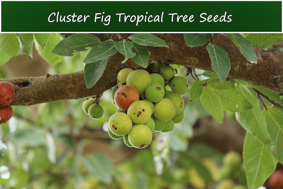 20 Heirloom Tropical Fig Tree Seeds! - Cluster Fig -ficus Racemosa - Etsy