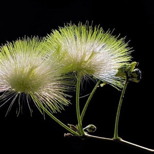 Lebbeck Mimosa Tree 10 Seeds Albizia lebbeck image 2