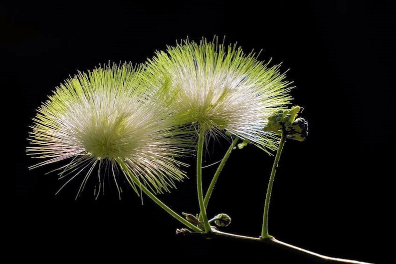 Lebbeck Mimosa Tree 10 Seeds Albizia lebbeck image 2