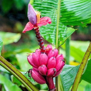 Bonsai Banana Tree - Etsy