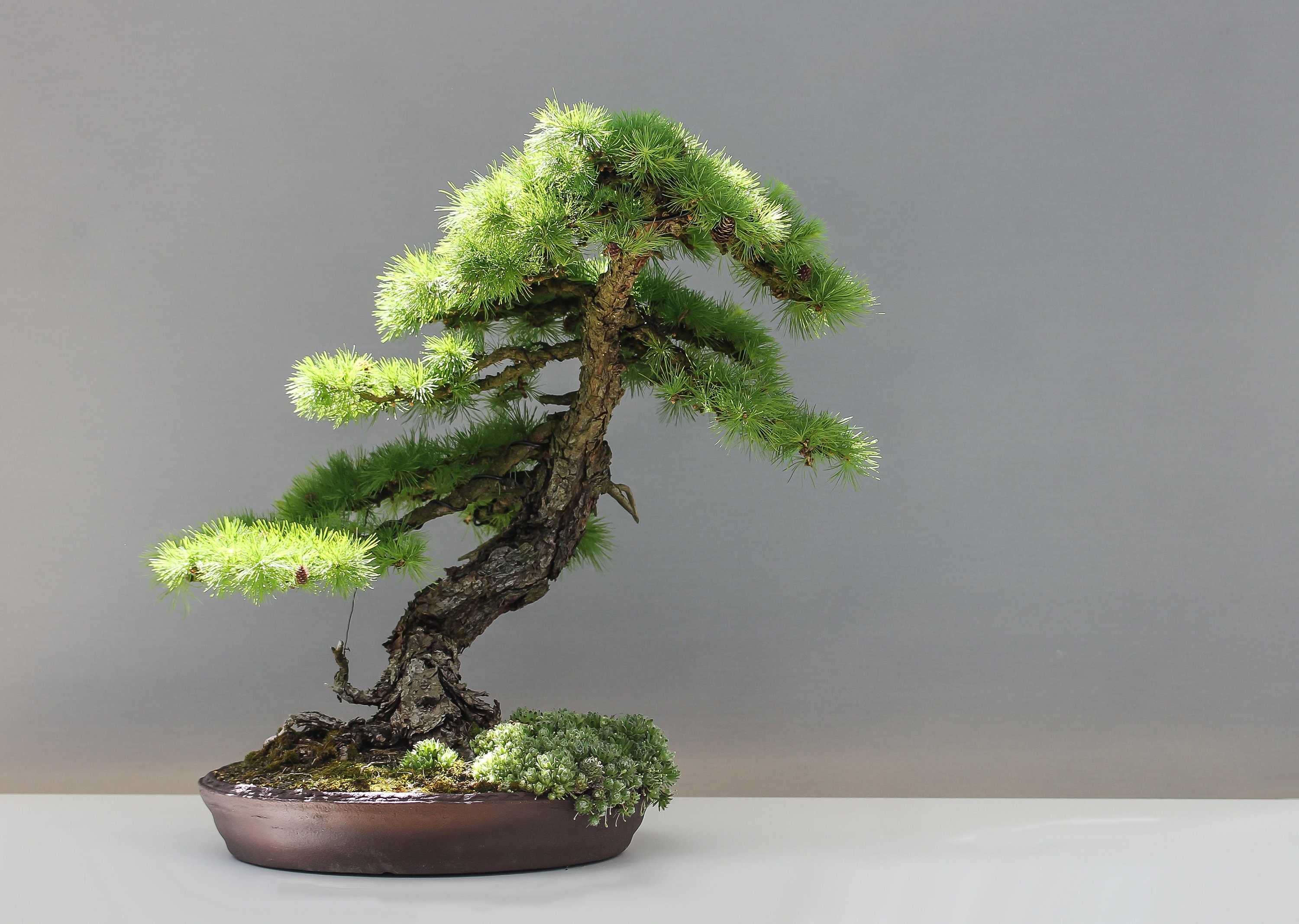 bonsai biotop Flaschengarten DIY Set 'Egg Bonsai' – Ihr autarkes Mini-Biotop mit Fic
