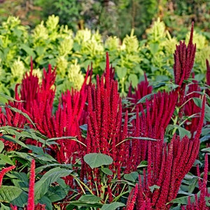 100 Seeds Amaranthus hypochondriacus Pygmy Torch Green foliage Red annual Flower-Bedding plant-Sun or Shade-Butterflies-Hummingbirds Love image 1