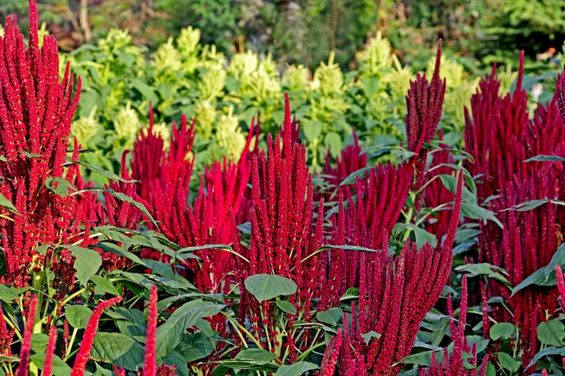 100 Seeds Amaranthus hypochondriacus Pygmy Torch Green foliage Red annual Flower-Bedding plant-Sun or Shade-Butterflies-Hummingbirds Love image 1