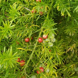 Puede incluir: Primer plano de una planta verde con peque&ntilde;as bayas rojas. La planta tiene hojas largas y delgadas y las bayas est&aacute;n agrupadas.