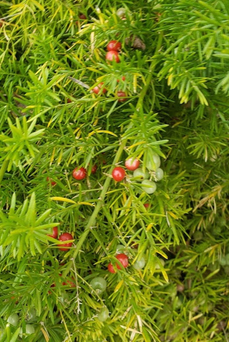 Puede incluir: Primer plano de una planta verde con peque&ntilde;as bayas rojas. La planta tiene hojas largas y delgadas y las bayas est&aacute;n agrupadas.