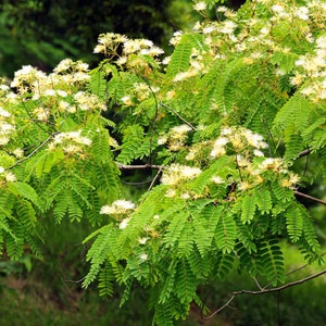 Tropical Seeds-White Siris Tree Albizia or Silk Tree 20 Seeds Albizia Procera image 3